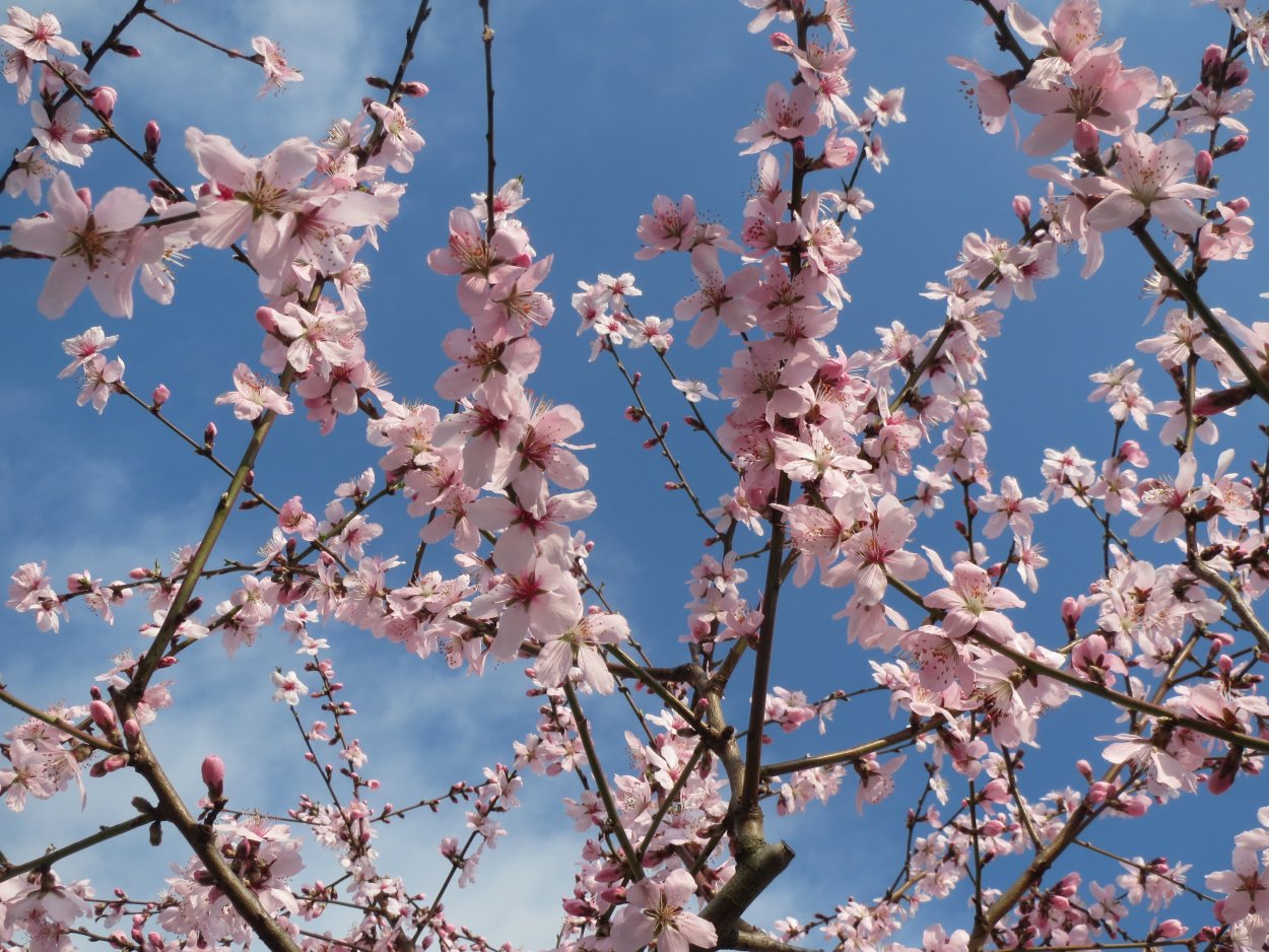 Prunus Amygdalus