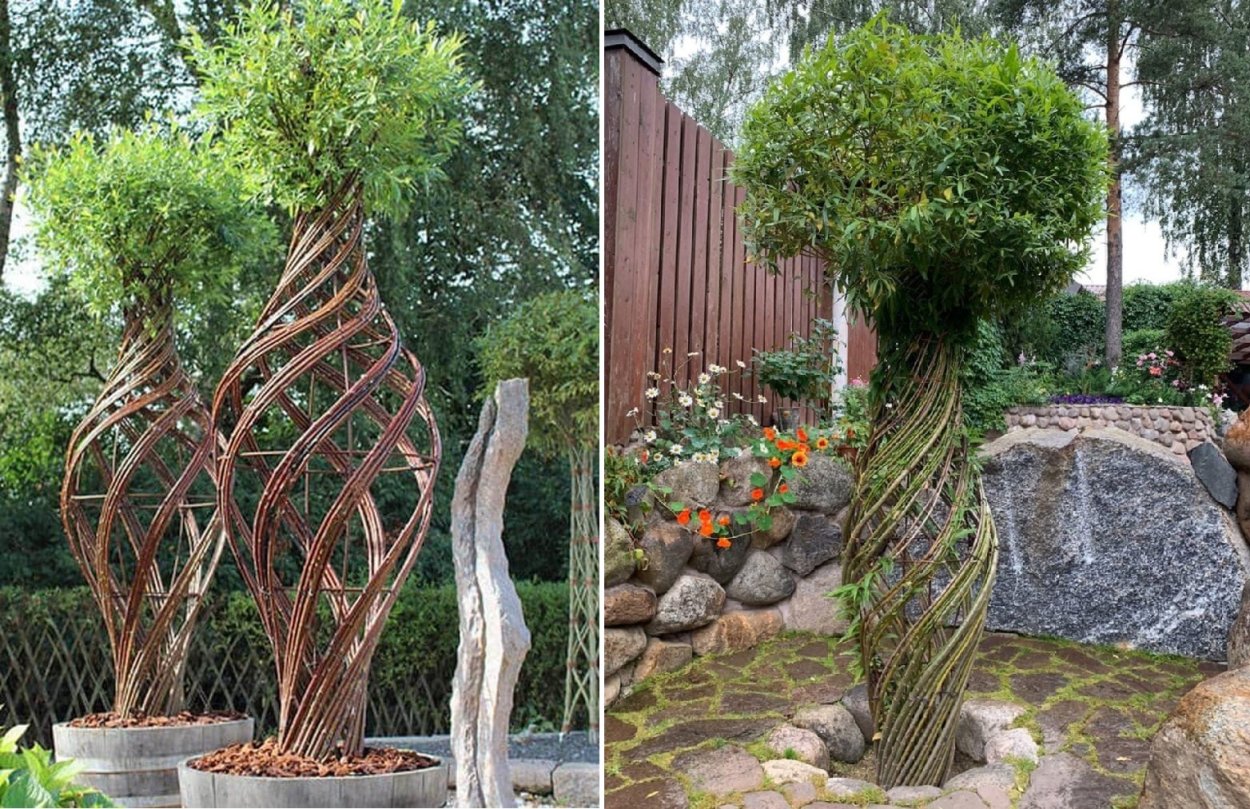 Плетёная Ива дерево