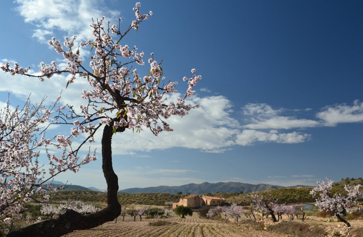 Цветущий миндаль Mallorca