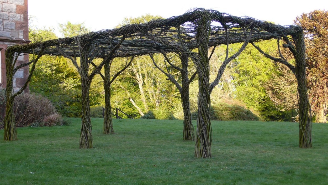 Ива плакучая беседка