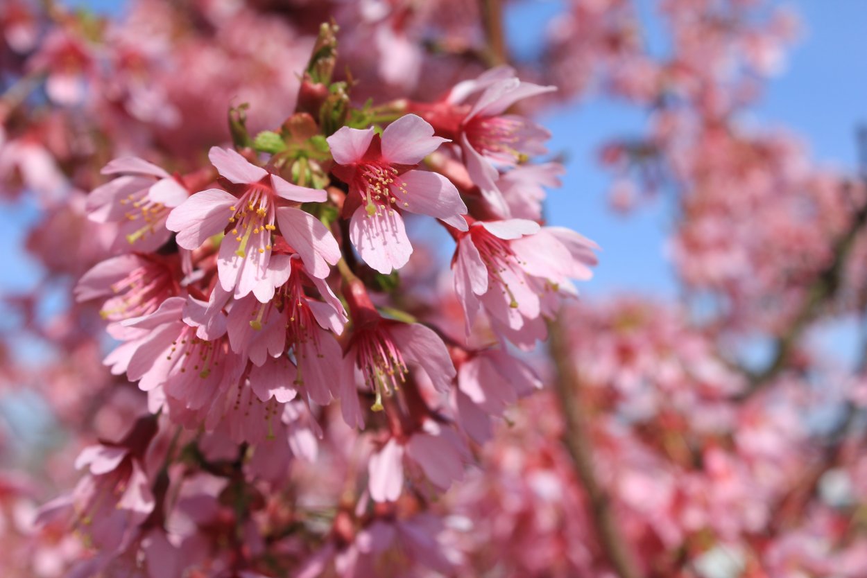 Prunus Amygdalus
