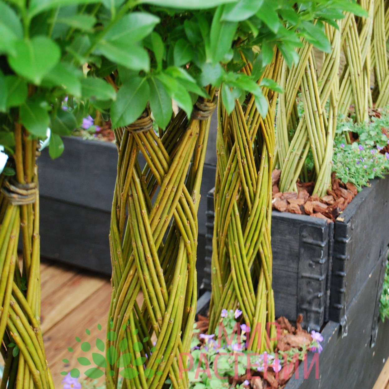 Плетеная Ива взрослое дерево