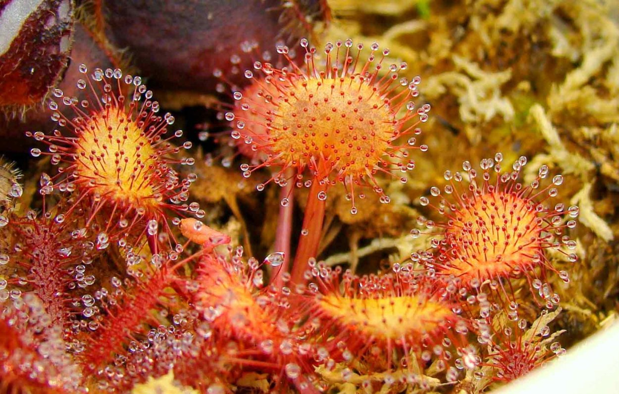 Drosera Anglica