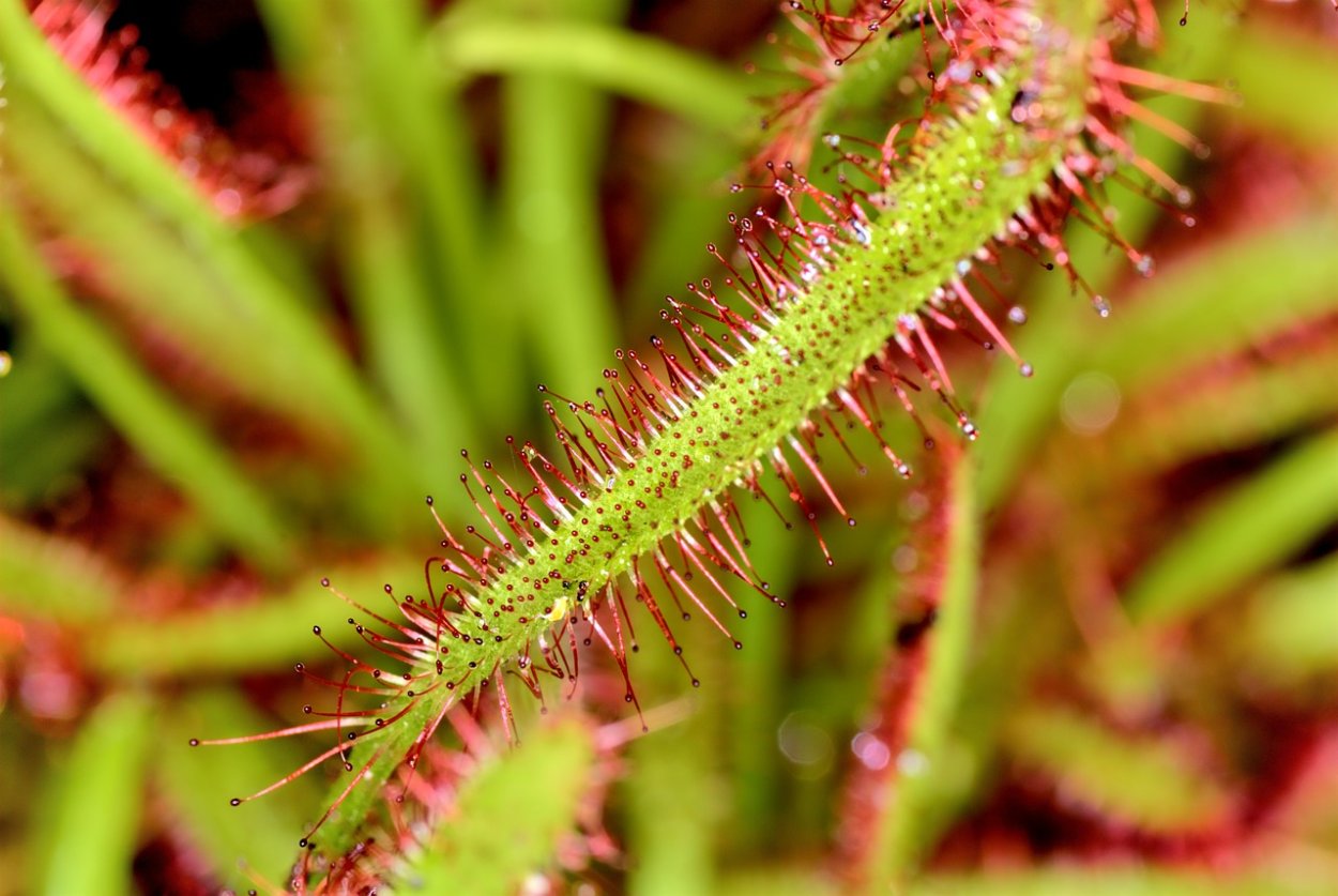 Росянка промежуточная Drosera Intermedia
