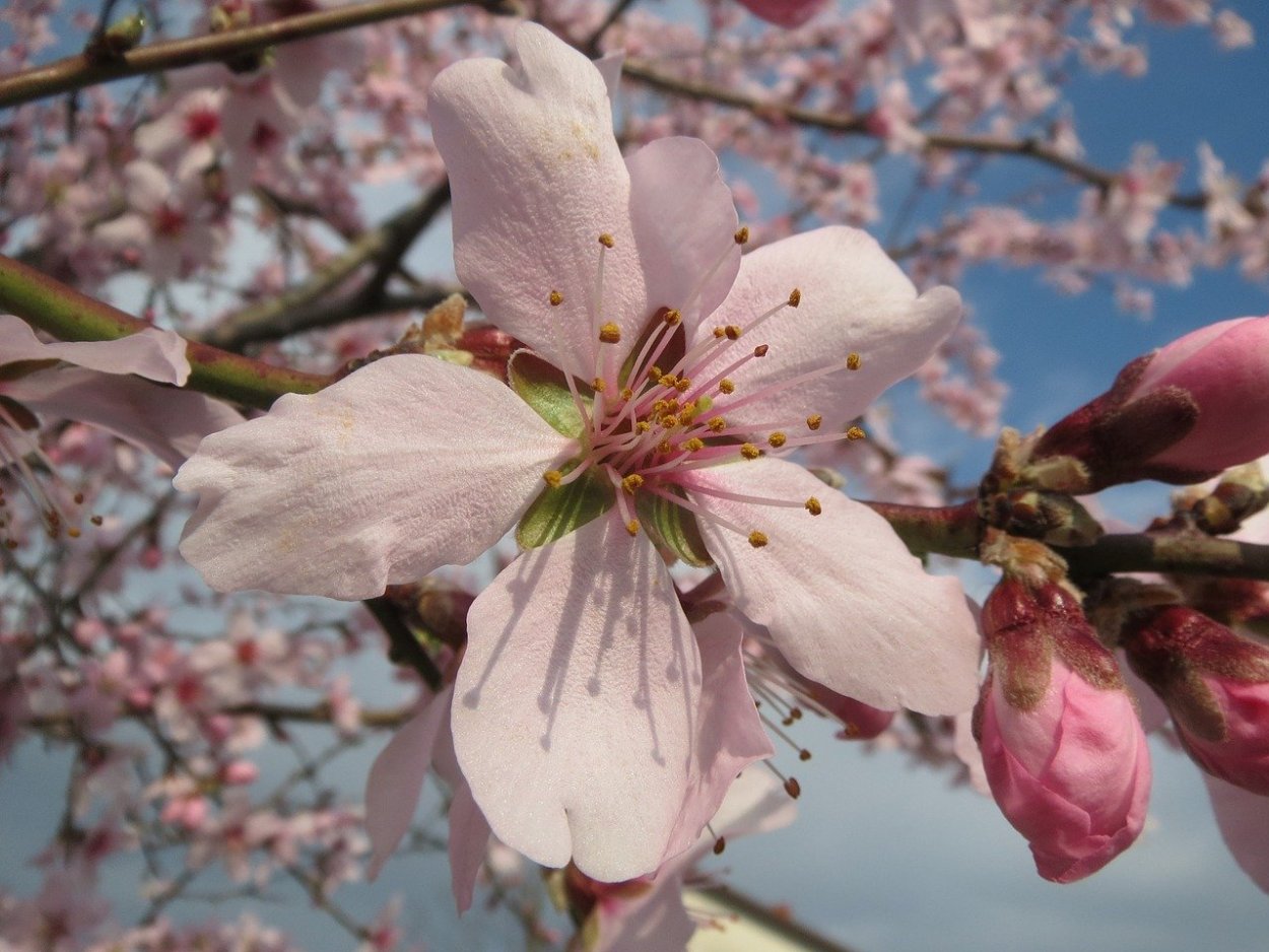 Миндаль Prunus