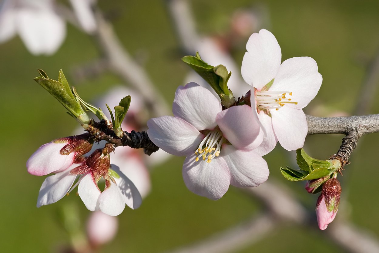 Prunus Amygdalus Dulcis