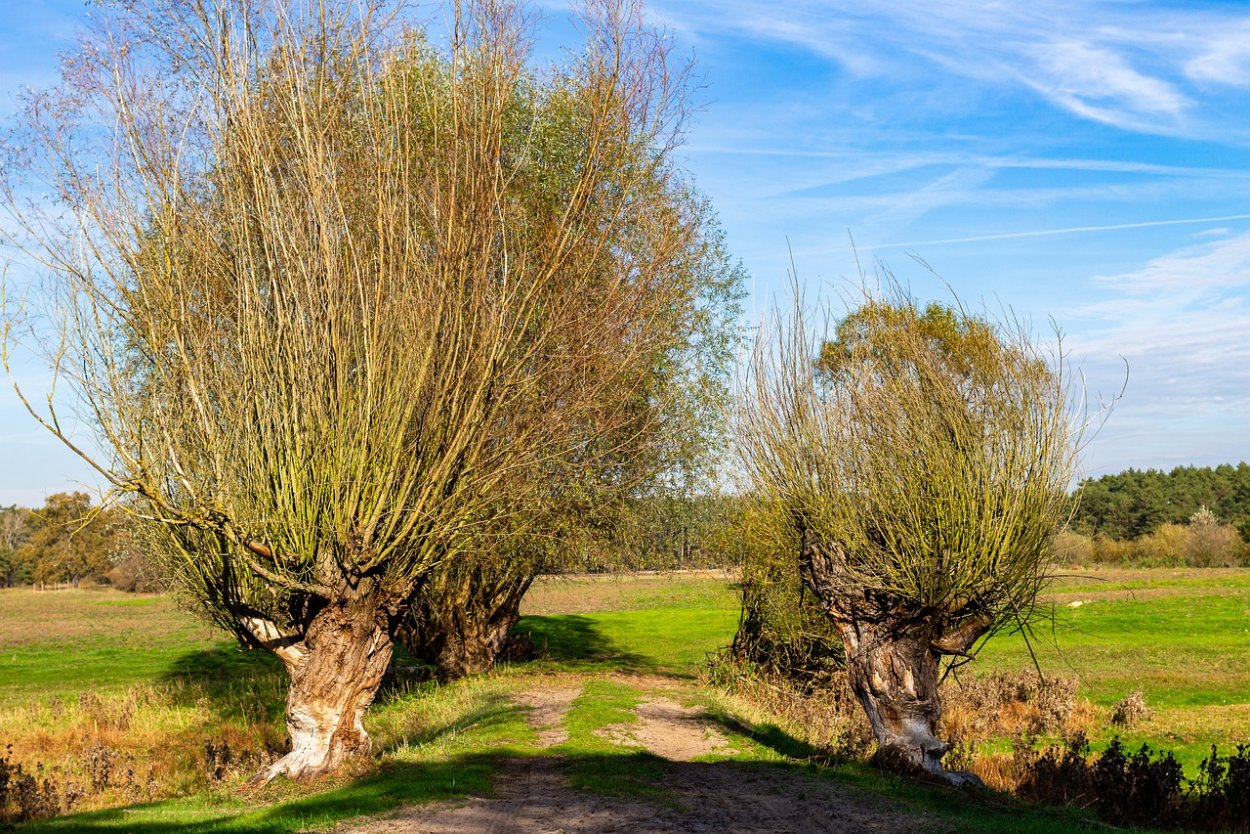 Живая беседка Ива
