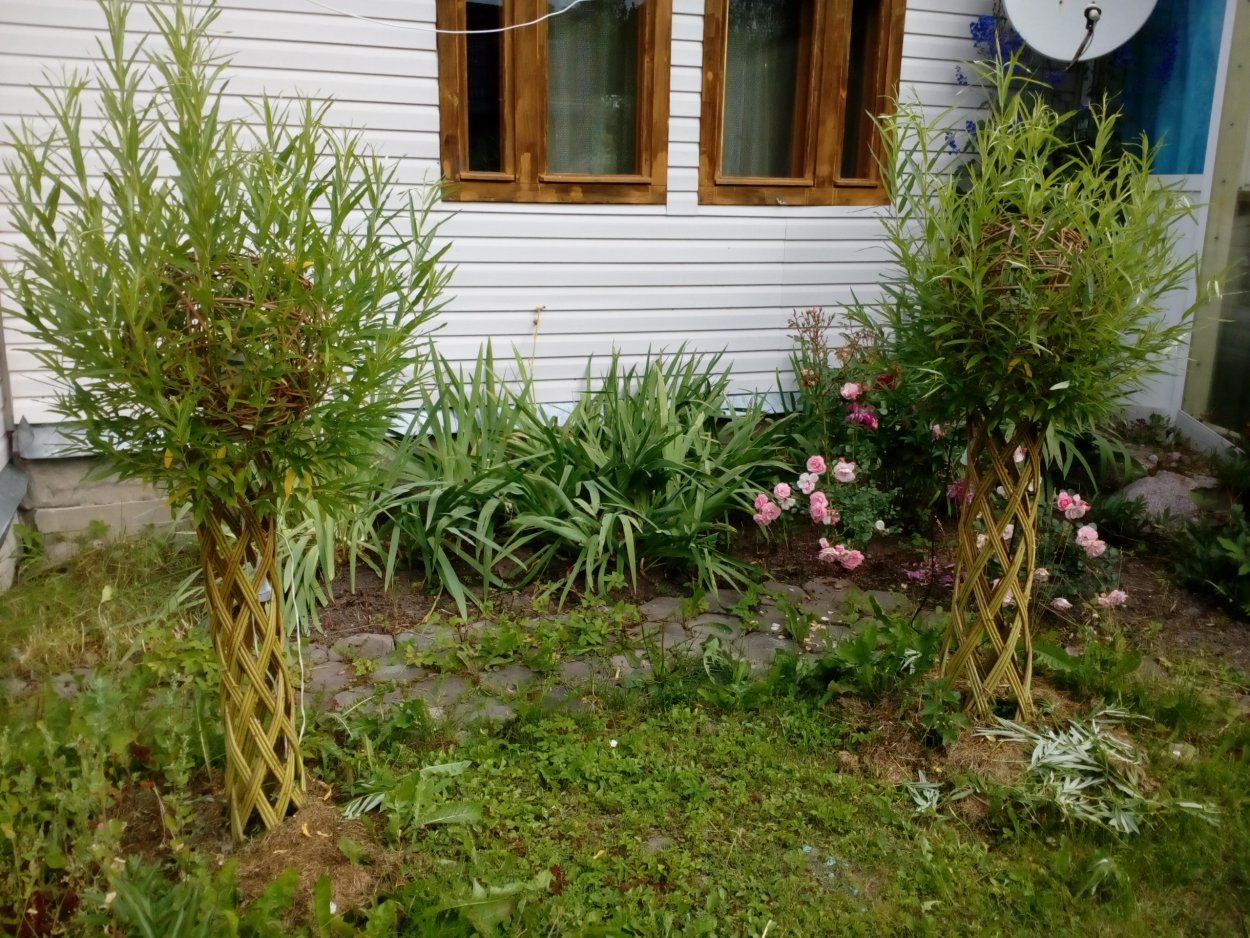 Плетёнка забор ивы