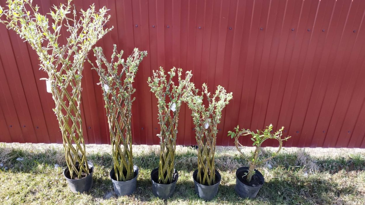 Ива датские корни