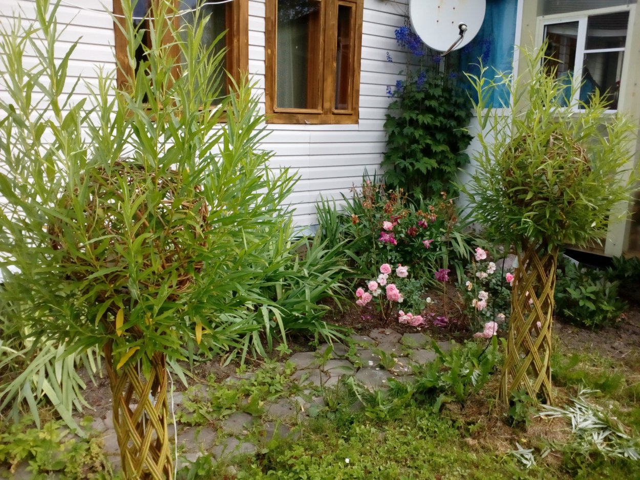 Ива беседка из ивы