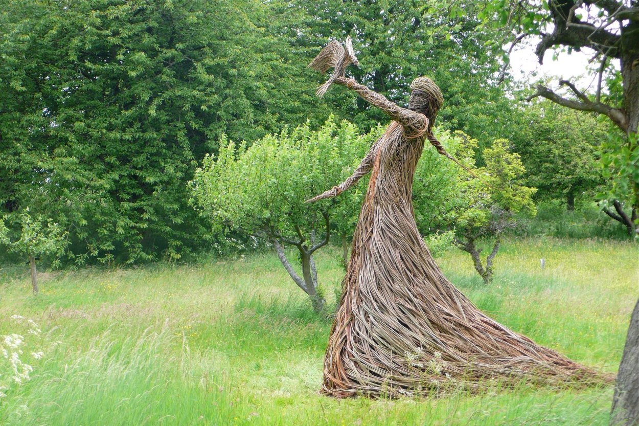 Ива плетеная датские корни