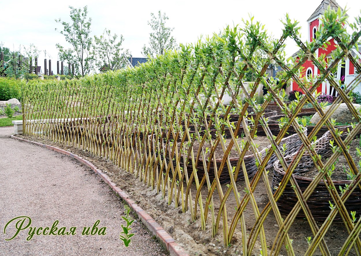 Ива плетеная датские корни