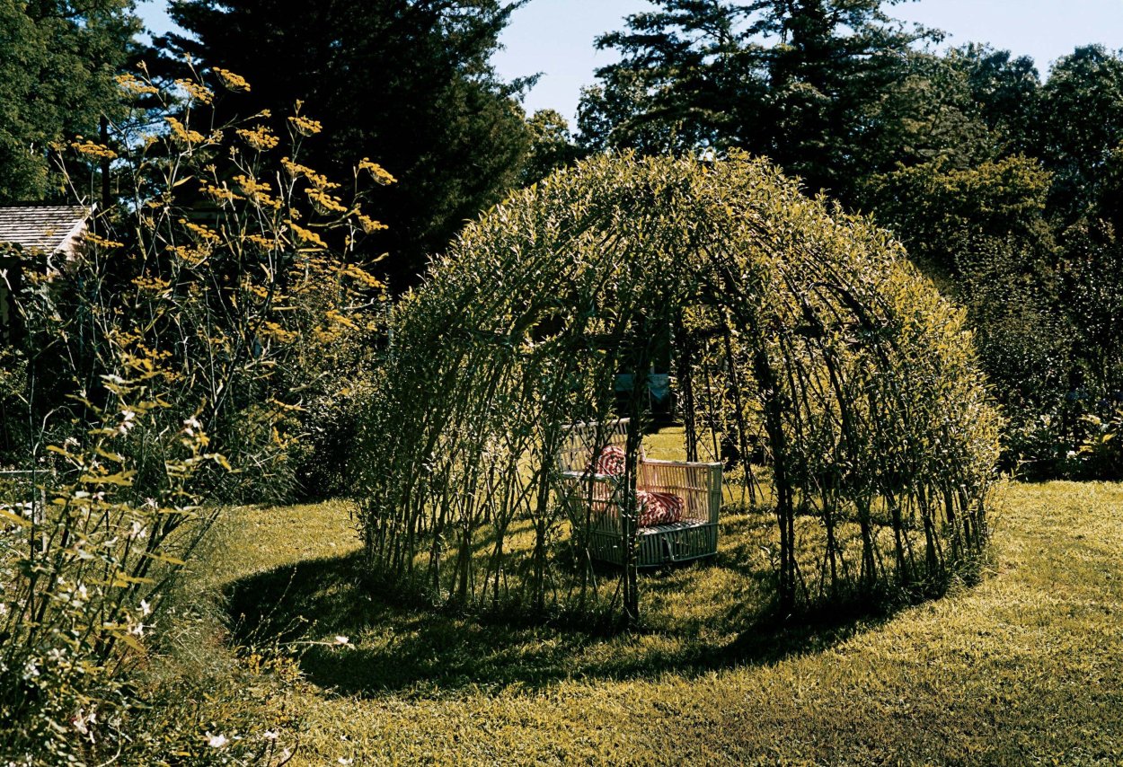 Ива плетеная Живая