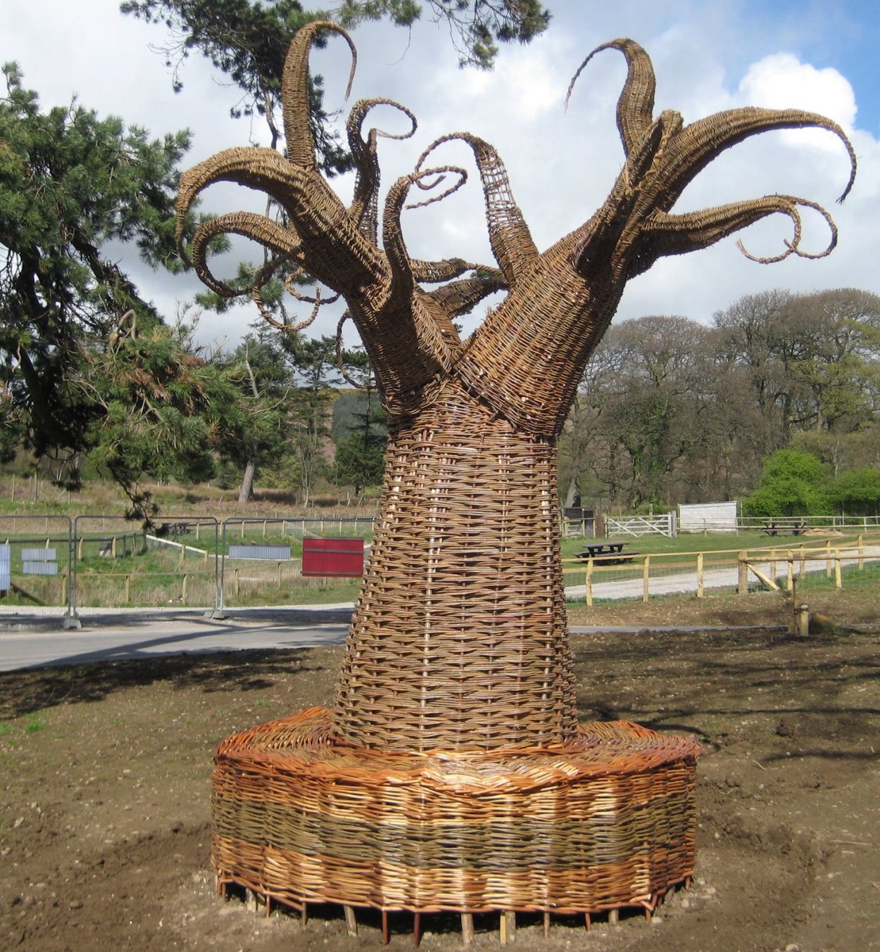 Ива плетеная датские корни