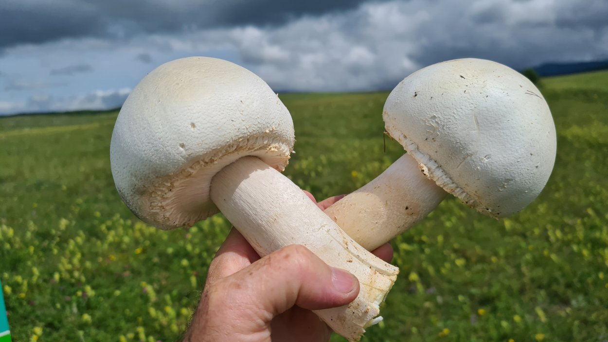Мухомор яйцевидный (Amanita ovoidea)
