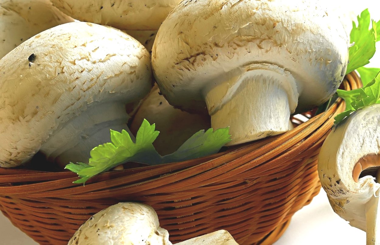 Шампиньон Таблитчатый (Agaricus tabularis)