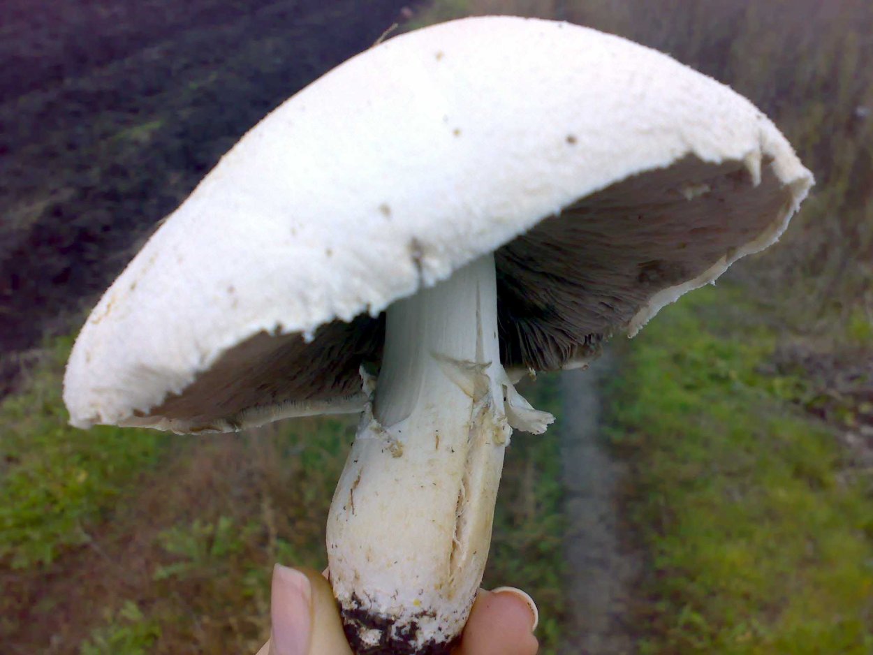 Белый горный гриб