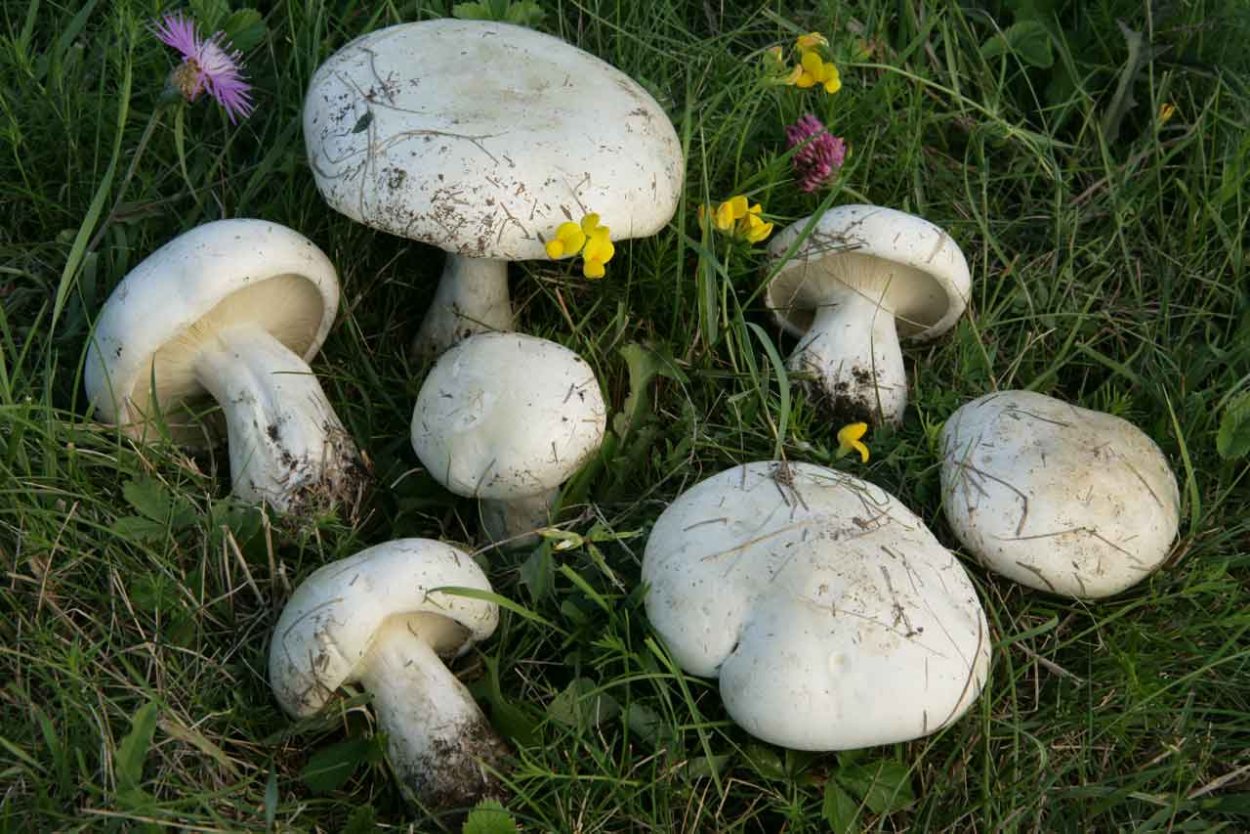 Рядовки грибы мышата