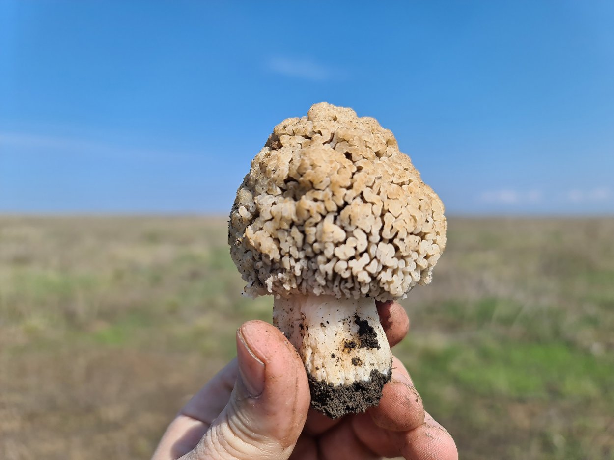 Лейкопаксиллус лепистовидный