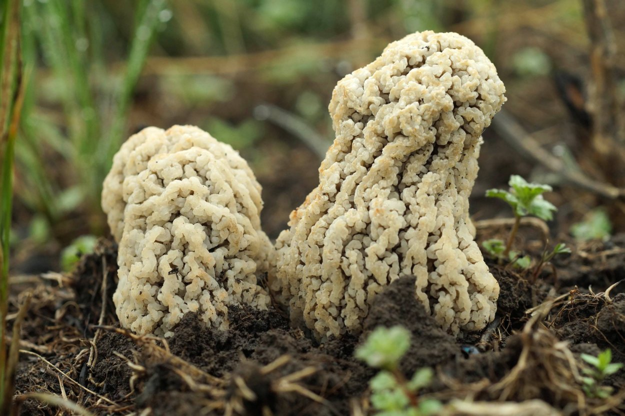 Степной сморчок Morchella steppicola