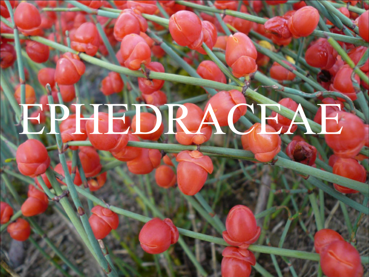Ephedra frustillata