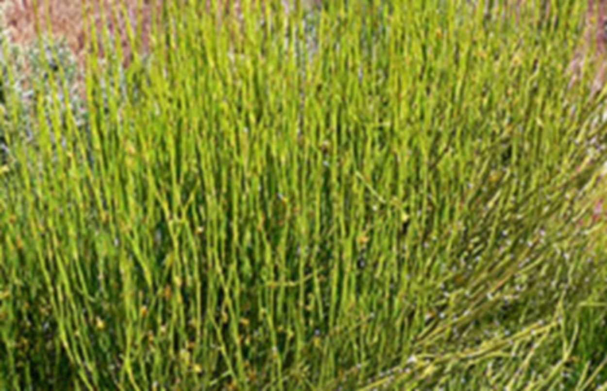 Ephedra viridis