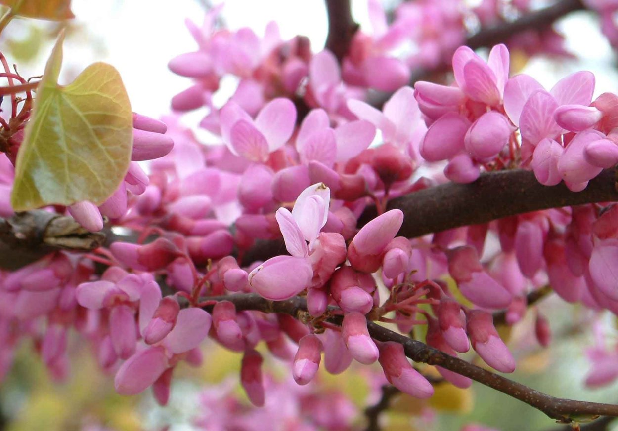 Багрянник Cercis siliquastrum