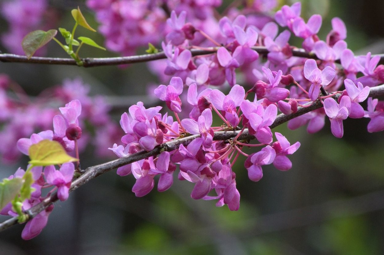 Цветущее дерево Cercis canadensis