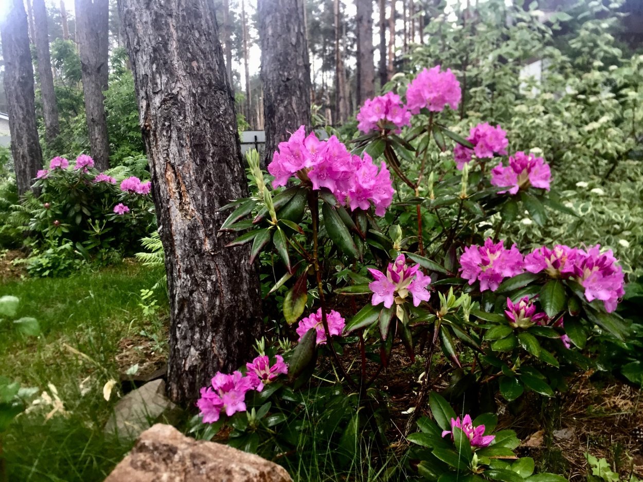 Азалия рододендрон дерево