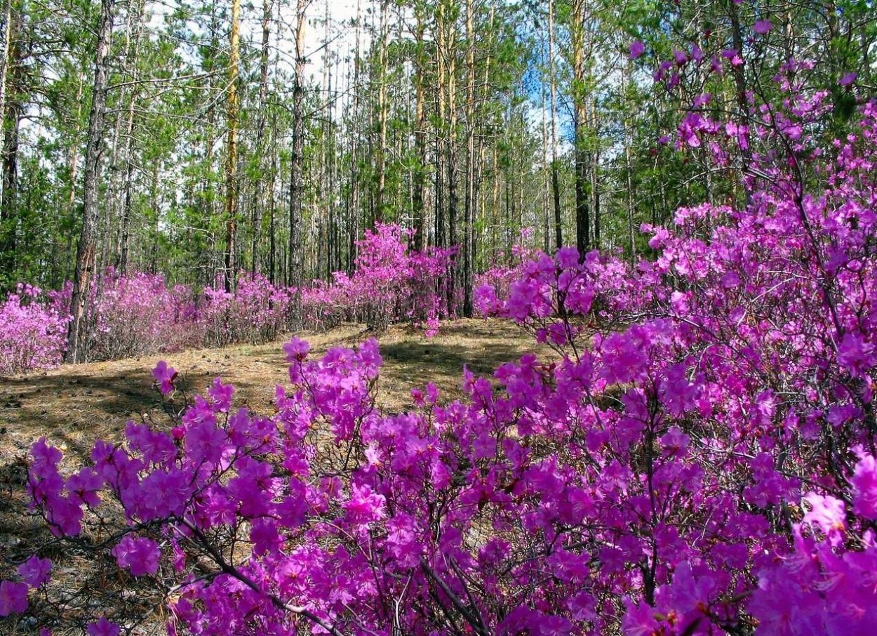 Багульник рододендрон Амурский
