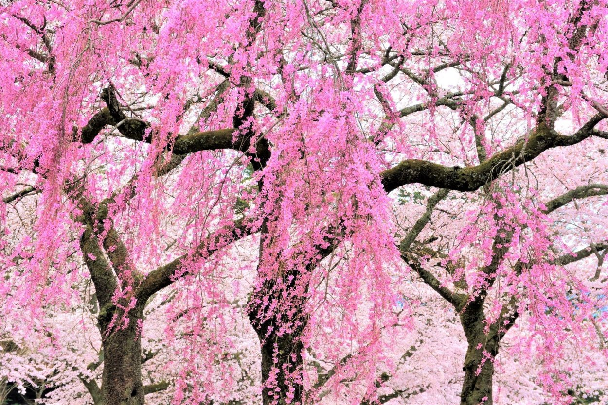 Церцис канадский Cercis canadensis