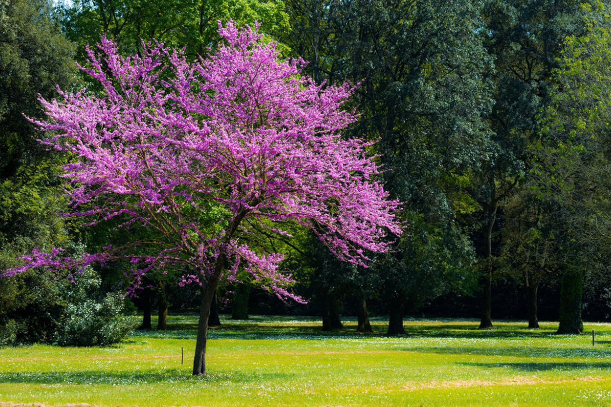 Церцис Европейский Cercis siliquastrum