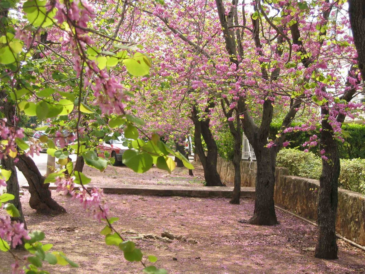 Багрянник канадский (Cercis canadensis)