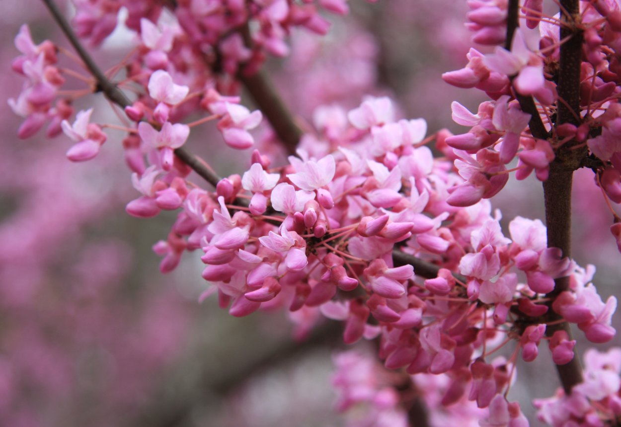 Церцис канадский Cercis canadensis