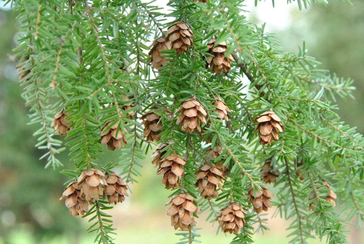 Тсуга Западная Tsuga heterophylla
