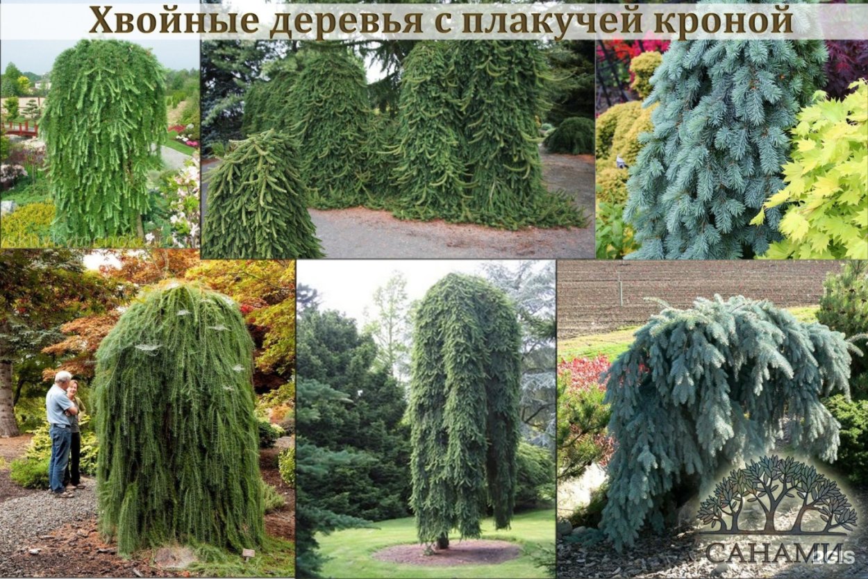 Питомник санами Иркутск