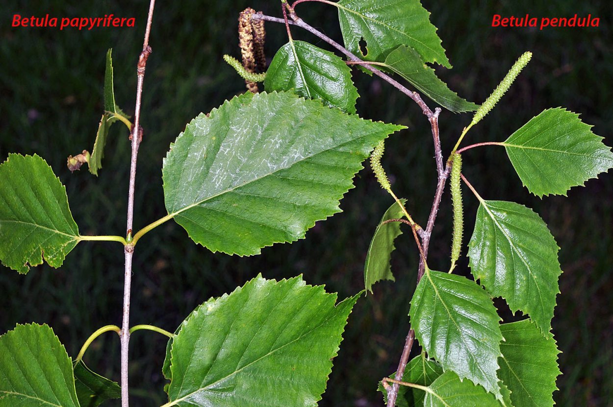 Береза повислая (бородавчатая) (лат. Betula pendula)