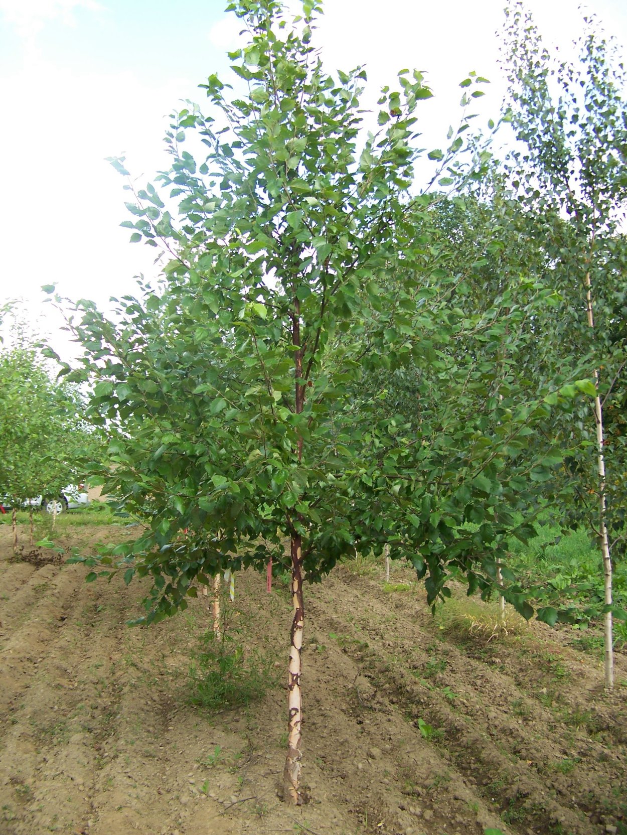 Betula nigra Shiloh Splash