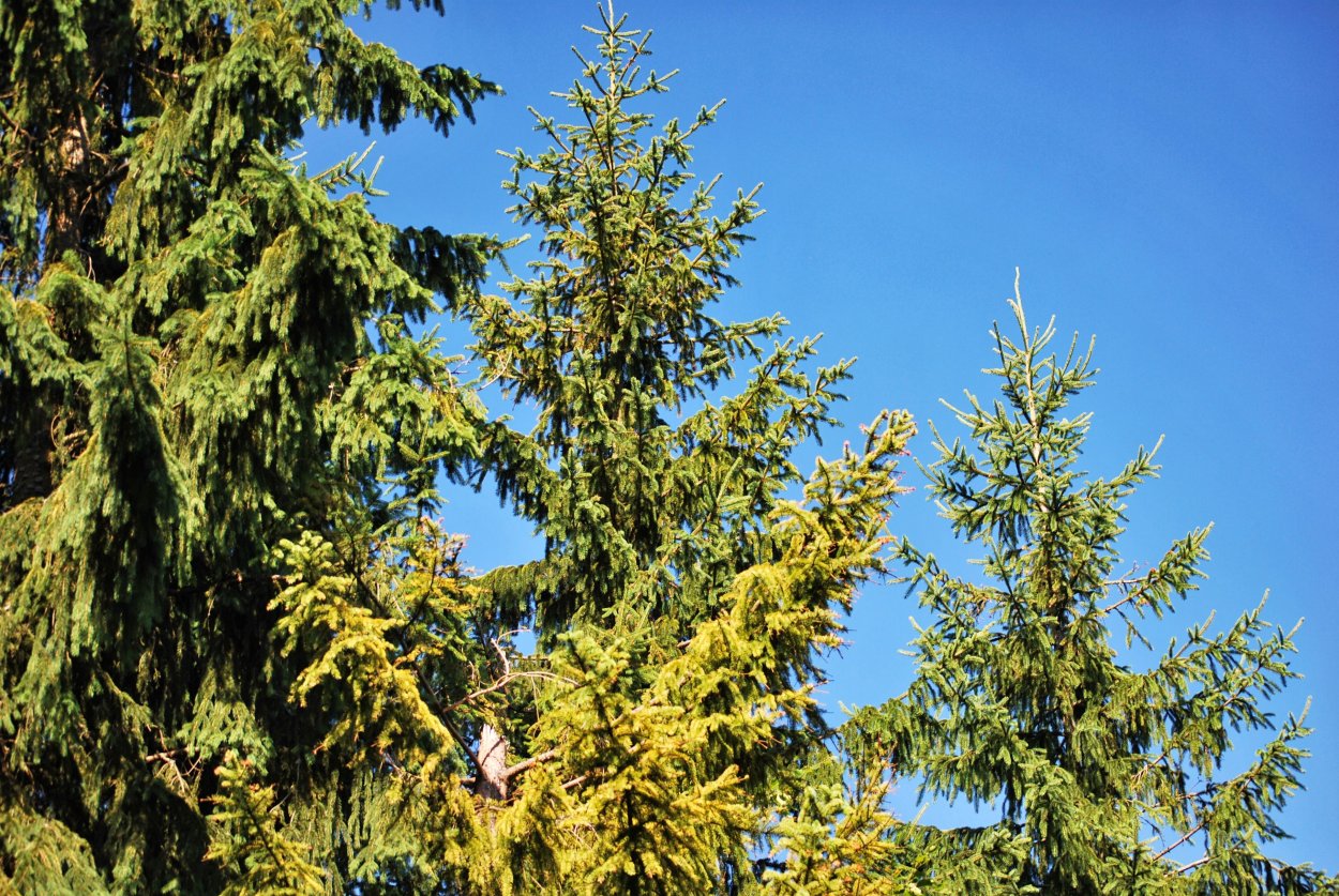 Green Trees ель Восточная 13.5