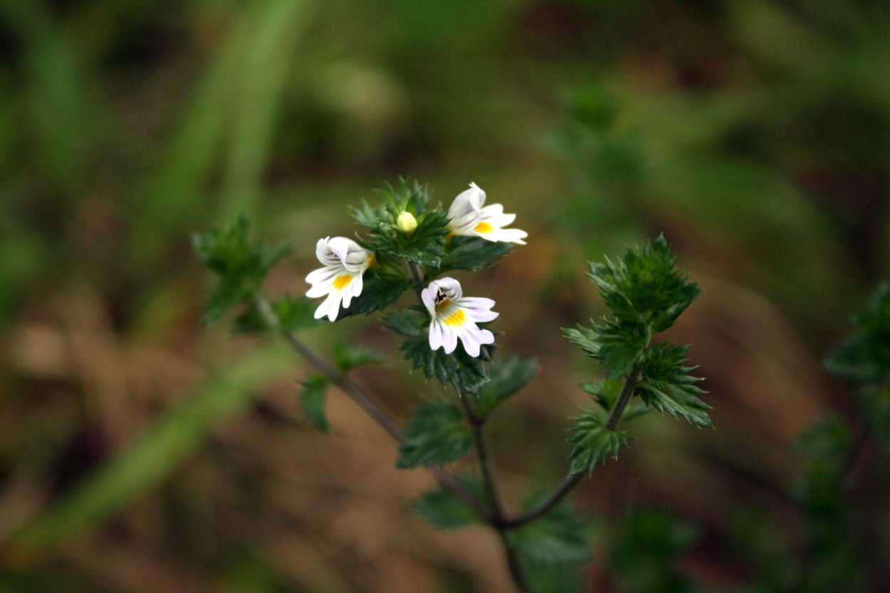 Euphrasia rostkoviana