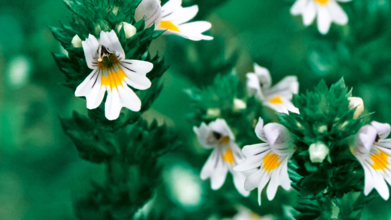 Очанка лекарственная (Euphrasia officinalis)