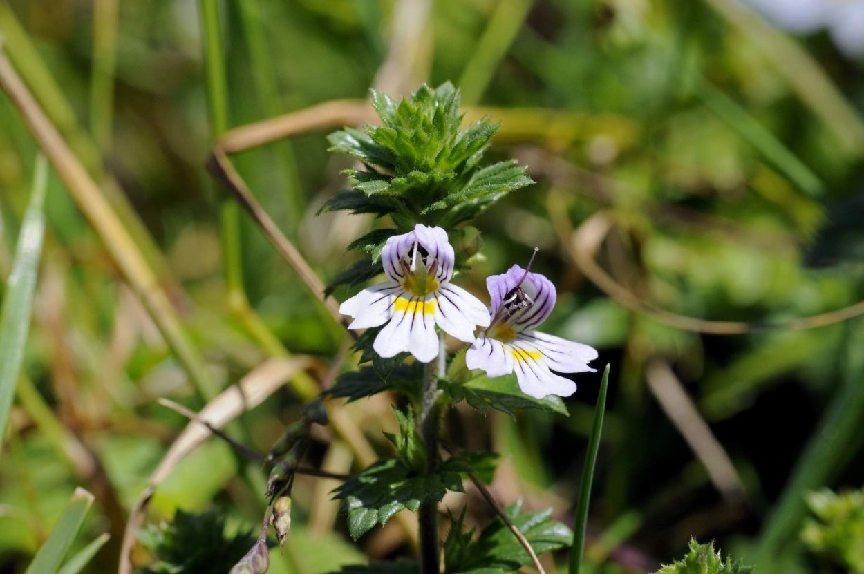 Euphrasia rostkoviana