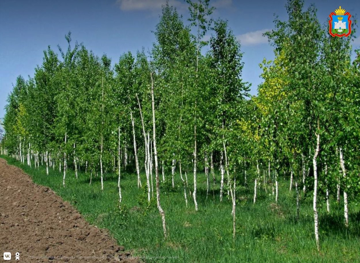 Сеянцы березы бородавчатой