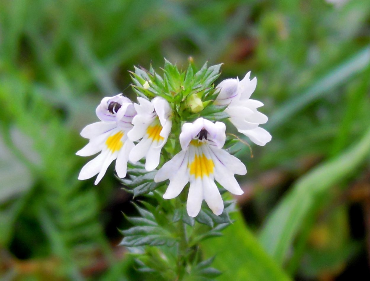 Euphrasia rostkoviana