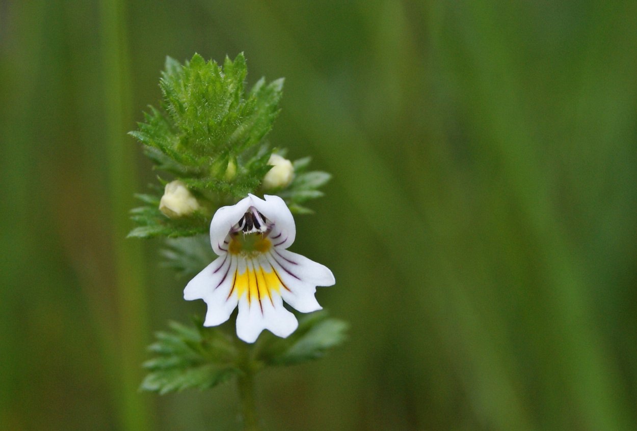 Euphrasia (Эуфразия оффициналис ) очанка лекарственная