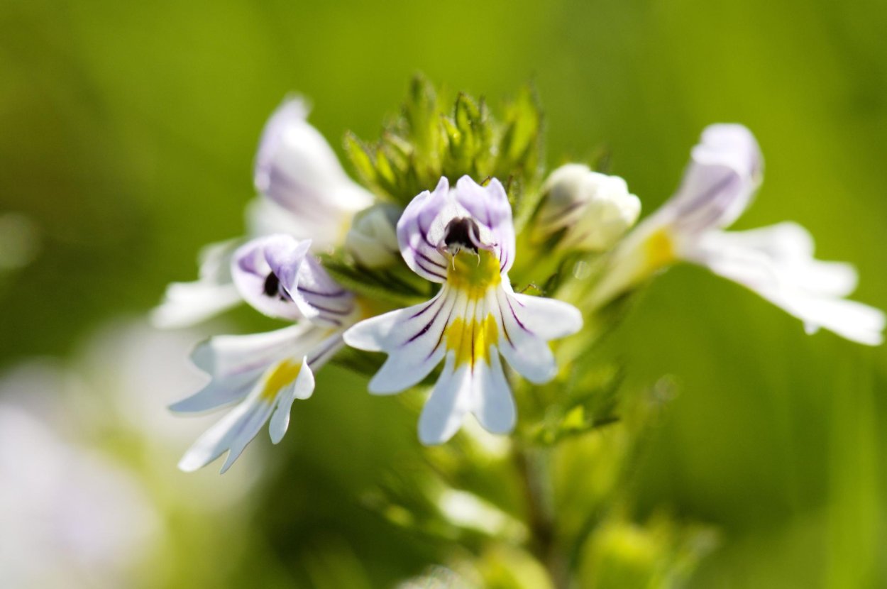 Euphrasia pectinata