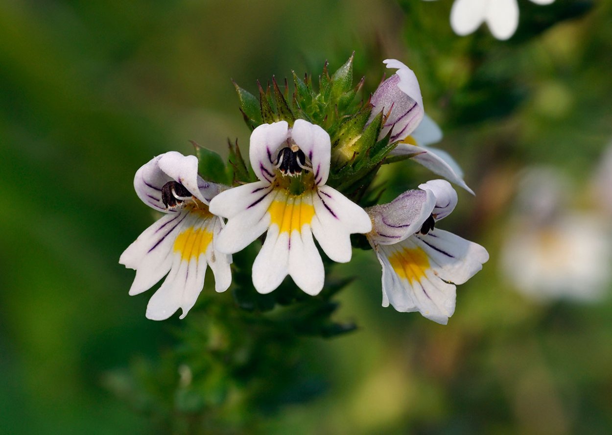Euphrasia officinalis