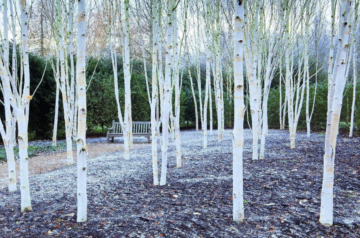 Береза Жакмона (Betula jacquemontii)