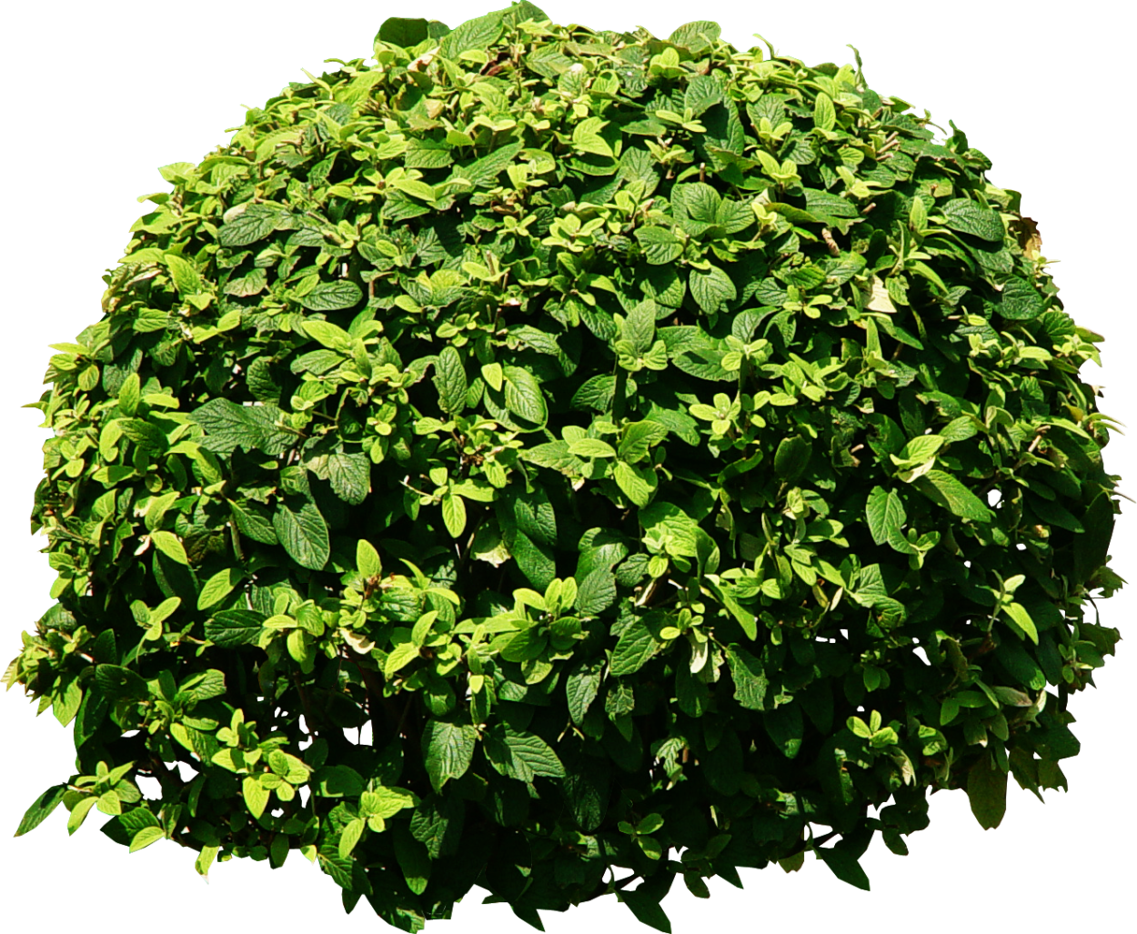 Bush Green растение