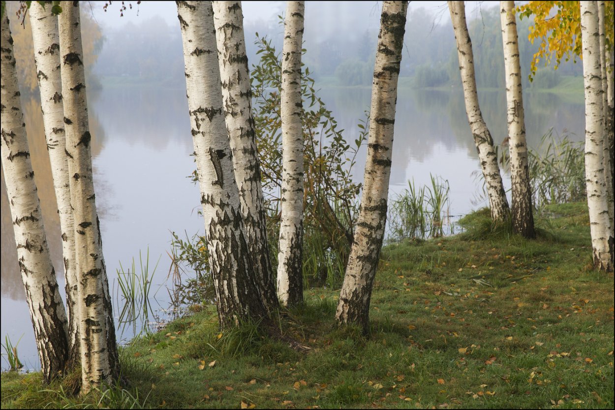 Береза белокорая